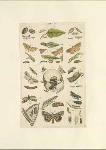 Reproducción/Reproduction 32471606567: Lepidoptera : manuscript. [between 1873-1883?]. 