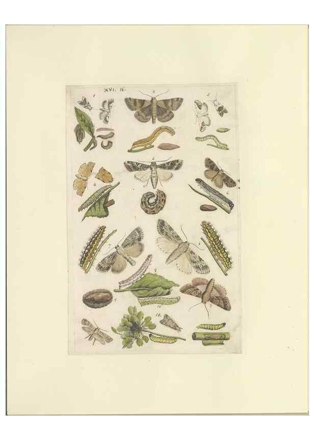 Reproducción/Reproduction 40448253843: Lepidoptera : manuscript. [between 1873-1883?]. 