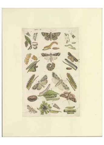 Reproducción/Reproduction 40448253843: Lepidoptera : manuscript. [between 1873-1883?]. 
