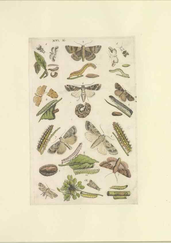 Reproducción/Reproduction 40448253843: Lepidoptera : manuscript. [between 1873-1883?]. 