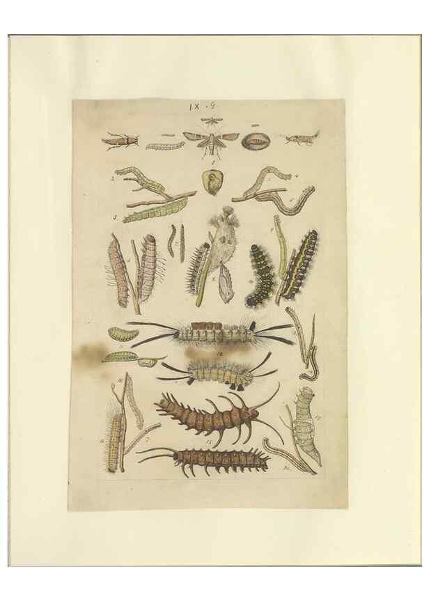 Reproducción/Reproduction 46690536104: Lepidoptera : manuscript. [between 1873-1883?]. 