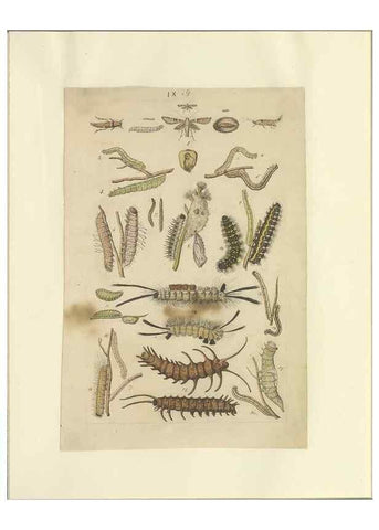 Reproducción/Reproduction 46690536104: Lepidoptera : manuscript. [between 1873-1883?]. 