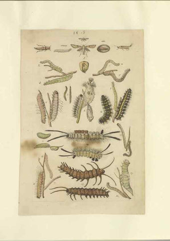 Reproducción/Reproduction 46690536104: Lepidoptera : manuscript. [between 1873-1883?]. 