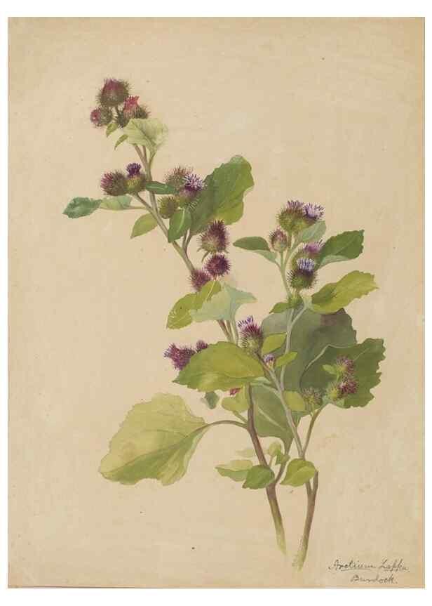 Reproducción/Reproduction 47965090548: Deborah Griscom Passmore watercolor album.. [ca. 1911]. 