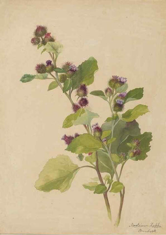 Reproducción/Reproduction 47965090548: Deborah Griscom Passmore watercolor album.. [ca. 1911]. 