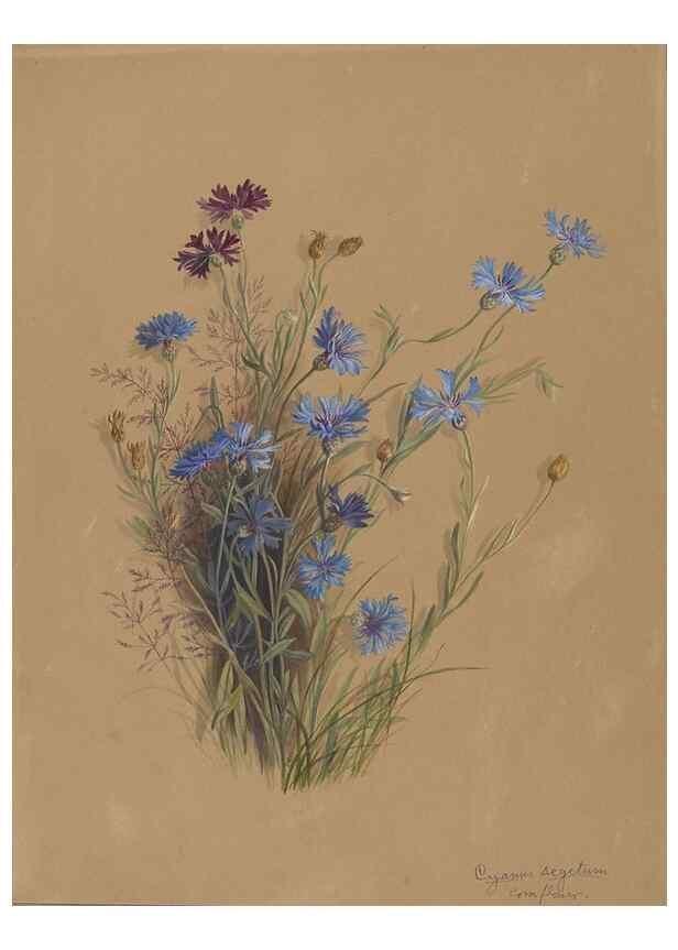 Reproducción/Reproduction 47965122716: Deborah Griscom Passmore watercolor album.. [ca. 1911]. 