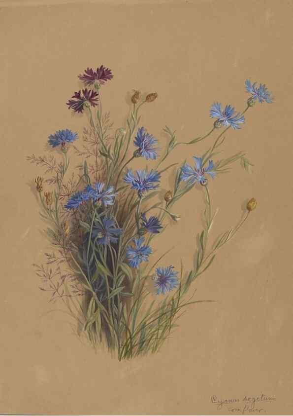 Reproducción/Reproduction 47965122716: Deborah Griscom Passmore watercolor album.. [ca. 1911]. 