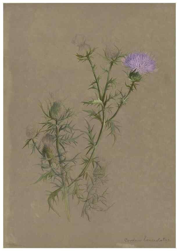 Reproducción/Reproduction 47965091378: Deborah Griscom Passmore watercolor album.. [ca. 1911]. 