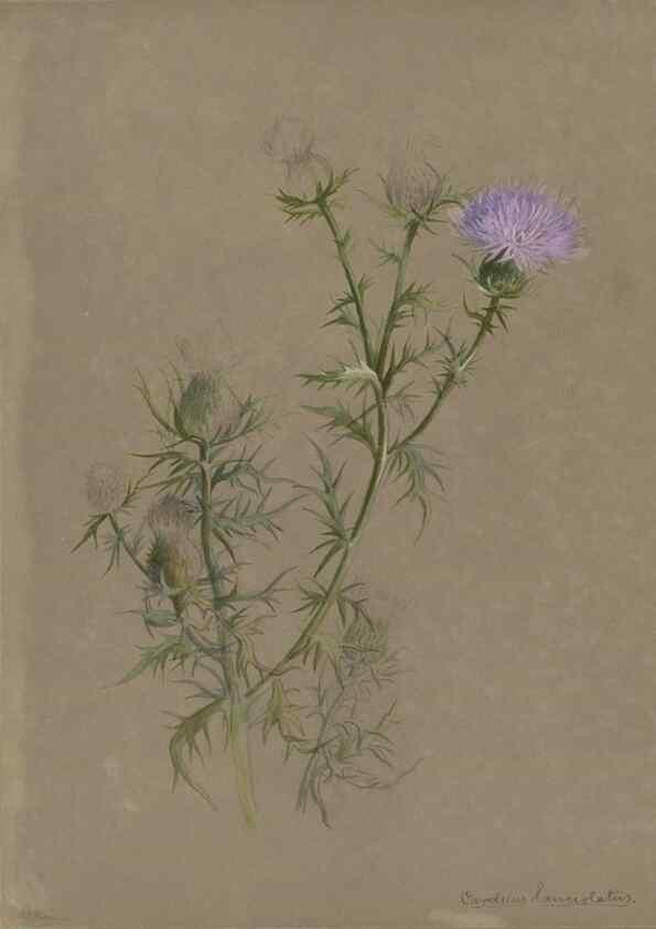 Reproducción/Reproduction 47965091378: Deborah Griscom Passmore watercolor album.. [ca. 1911]. 