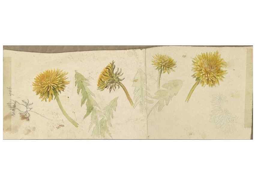 Reproducción/Reproduction 47965067217: Deborah Griscom Passmore watercolor album.. [ca. 1911]. 