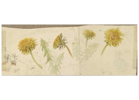 Reproducción/Reproduction 47965067217: Deborah Griscom Passmore watercolor album.. [ca. 1911]. 