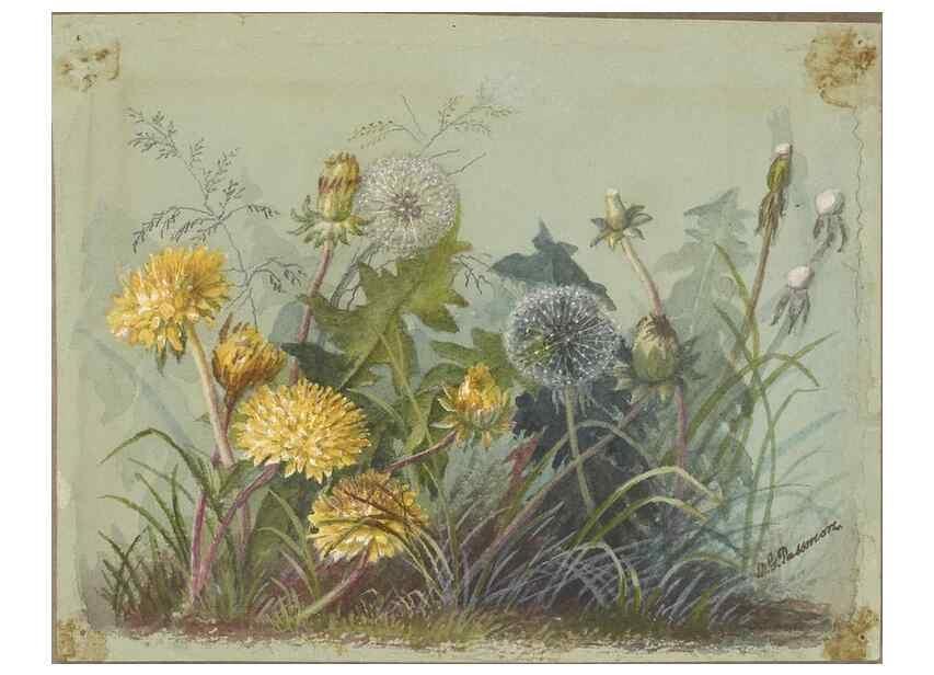 Reproducción/Reproduction 47965124096: Deborah Griscom Passmore watercolor album.. [ca. 1911]. 