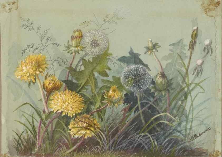 Reproducción/Reproduction 47965124096: Deborah Griscom Passmore watercolor album.. [ca. 1911]. 
