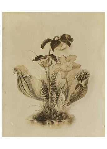 Reproducción/Reproduction 47965067822: Deborah Griscom Passmore watercolor album.. [ca. 1911]. 