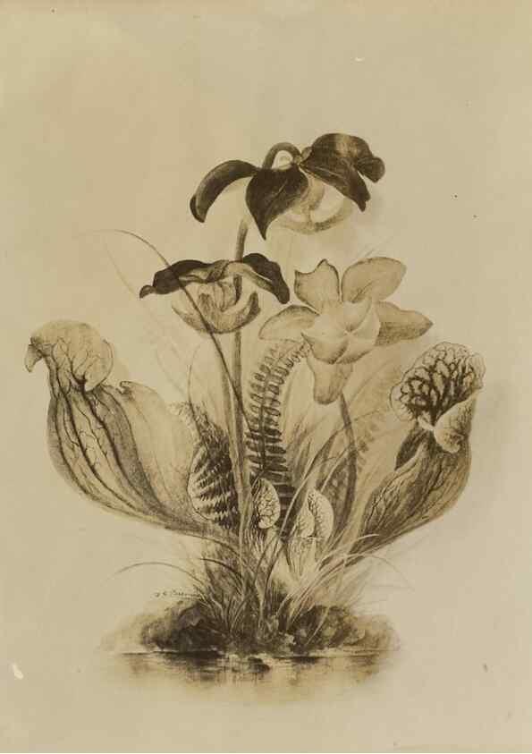 Reproducción/Reproduction 47965067822: Deborah Griscom Passmore watercolor album.. [ca. 1911]. 