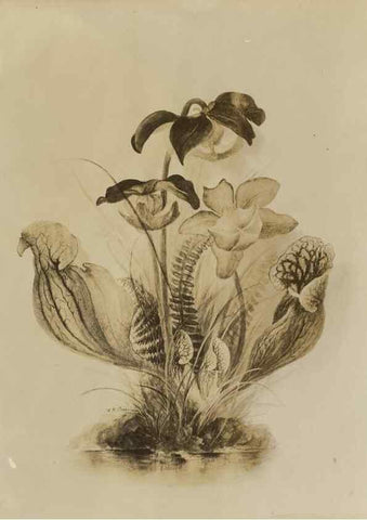 Reproducción/Reproduction 47965067822: Deborah Griscom Passmore watercolor album.. [ca. 1911]. 
