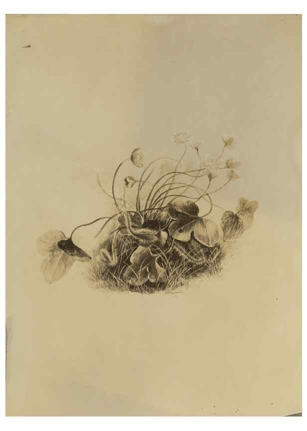 Reproducción/Reproduction 47965093098: Deborah Griscom Passmore watercolor album.. [ca. 1911]. 
