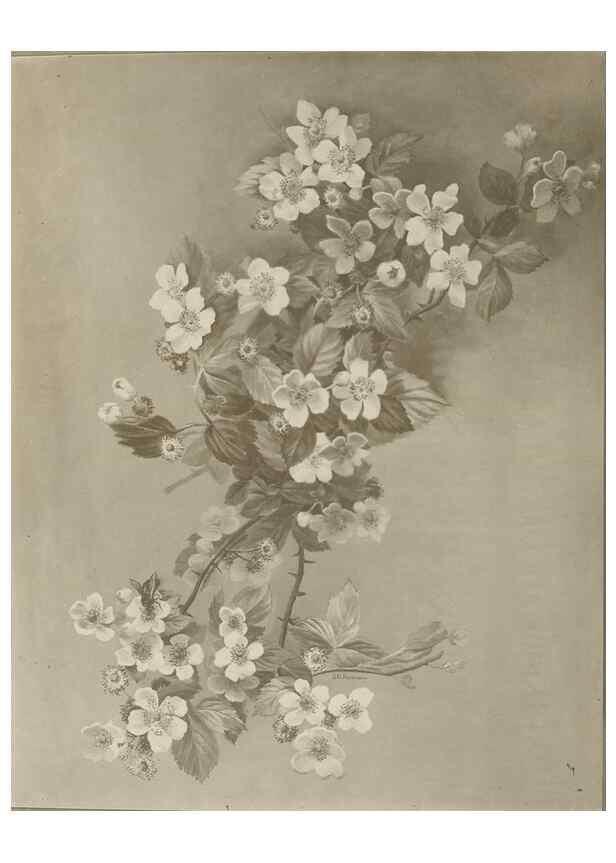 Reproducción/Reproduction 47965093903: Deborah Griscom Passmore watercolor album.. [ca. 1911]. 