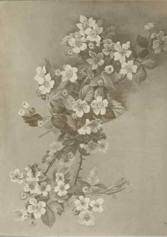 Reproducción/Reproduction 47965093903: Deborah Griscom Passmore watercolor album.. [ca. 1911]. 