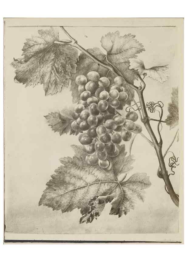 Reproducción/Reproduction 47965070277: Deborah Griscom Passmore watercolor album.. [ca. 1911]. 