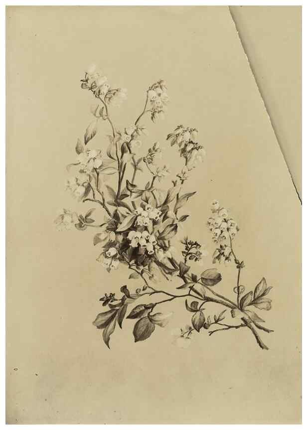 Reproducción/Reproduction 47965127351: Deborah Griscom Passmore watercolor album.. [ca. 1911]. 
