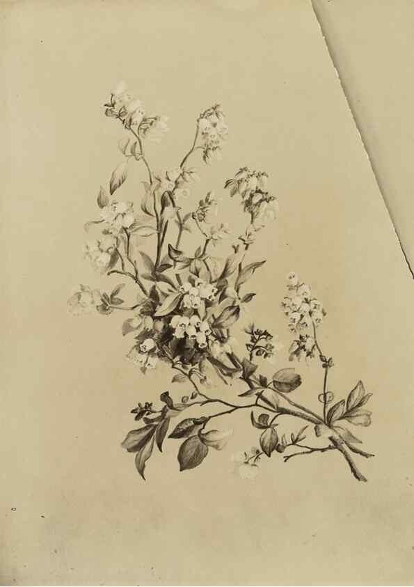 Reproducción/Reproduction 47965127351: Deborah Griscom Passmore watercolor album.. [ca. 1911]. 