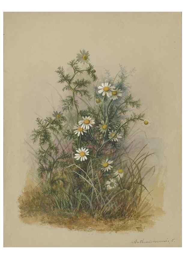 Reproducción/Reproduction 47965121761: Deborah Griscom Passmore watercolor album.. [ca. 1911]. 
