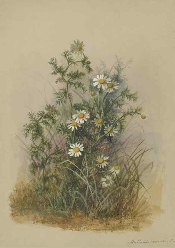 Reproducción/Reproduction 47965121761: Deborah Griscom Passmore watercolor album.. [ca. 1911]. 