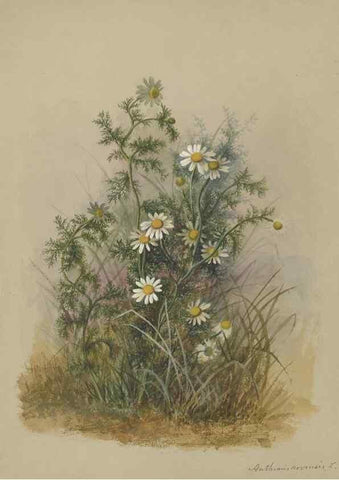 Reproducción/Reproduction 47965121761: Deborah Griscom Passmore watercolor album.. [ca. 1911]. 