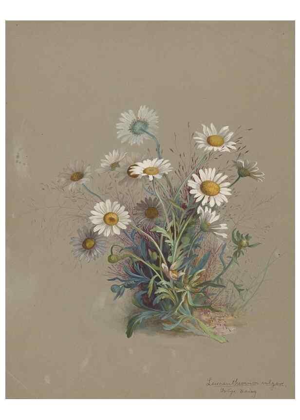 Reproducción/Reproduction 47965064837: Deborah Griscom Passmore watercolor album.. [ca. 1911]. 