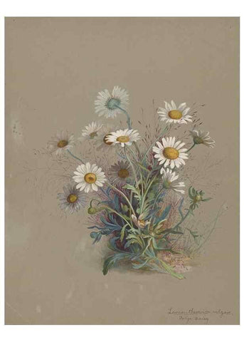 Reproducción/Reproduction 47965064837: Deborah Griscom Passmore watercolor album.. [ca. 1911]. 