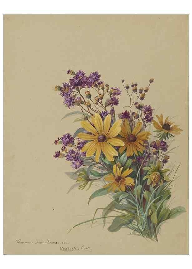 Reproducción/Reproduction 47965120971: Deborah Griscom Passmore watercolor album.. [ca. 1911]. 