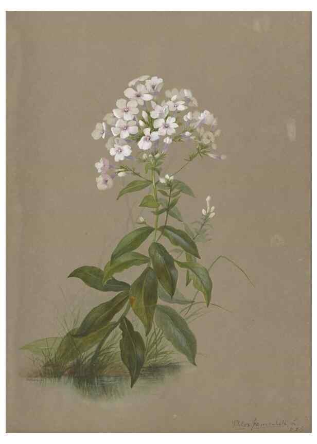 Reproducción/Reproduction 47965115071: Deborah Griscom Passmore watercolor album.. [ca. 1911]. 