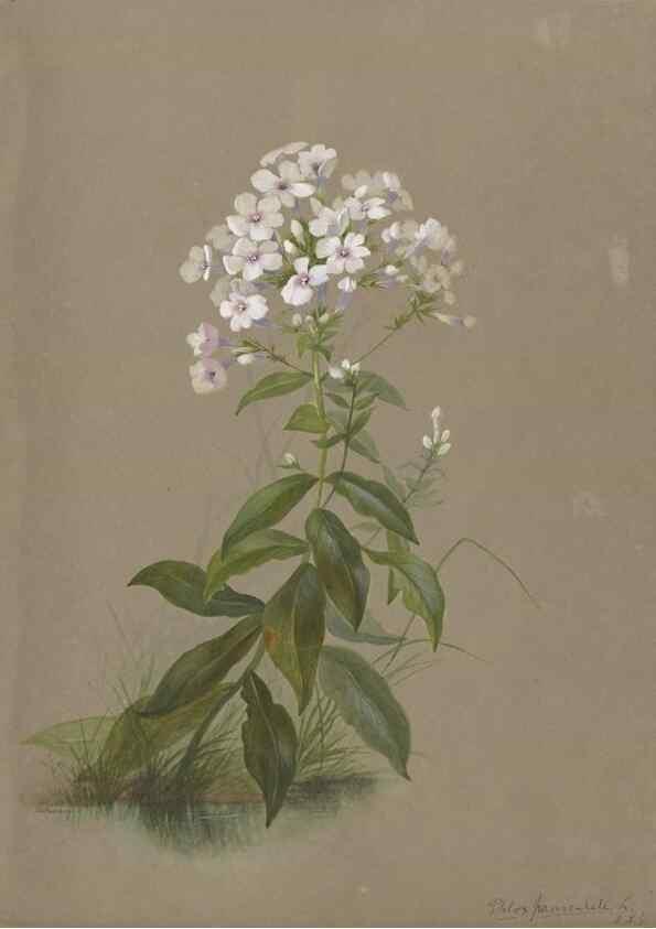 Reproducción/Reproduction 47965115071: Deborah Griscom Passmore watercolor album.. [ca. 1911]. 