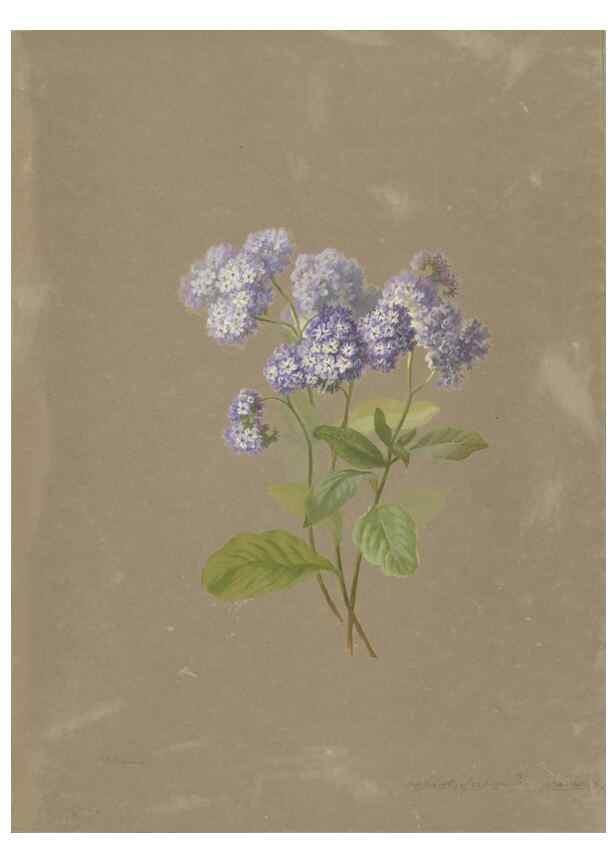 Reproducción/Reproduction 47965115446: Deborah Griscom Passmore watercolor album.. [ca. 1911]. 