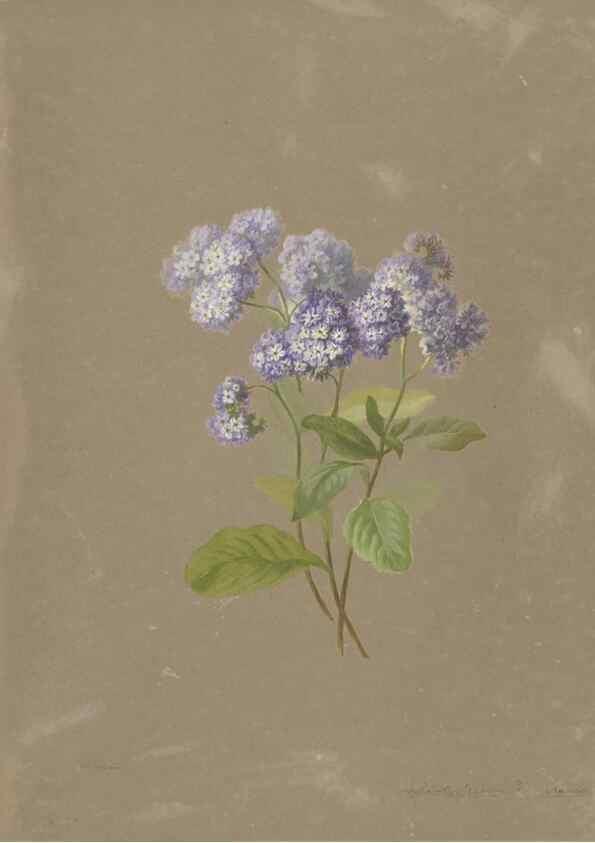 Reproducción/Reproduction 47965115446: Deborah Griscom Passmore watercolor album.. [ca. 1911]. 