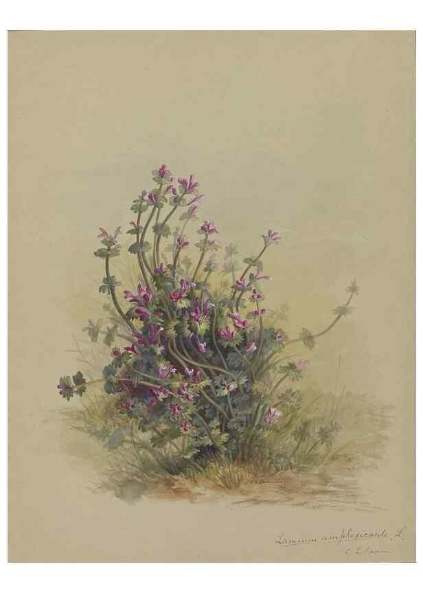 Reproducción/Reproduction 47965116096: Deborah Griscom Passmore watercolor album.. [ca. 1911]. 
