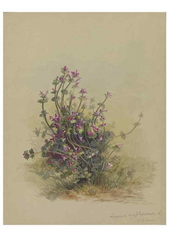 Reproducción/Reproduction 47965116096: Deborah Griscom Passmore watercolor album.. [ca. 1911]. 