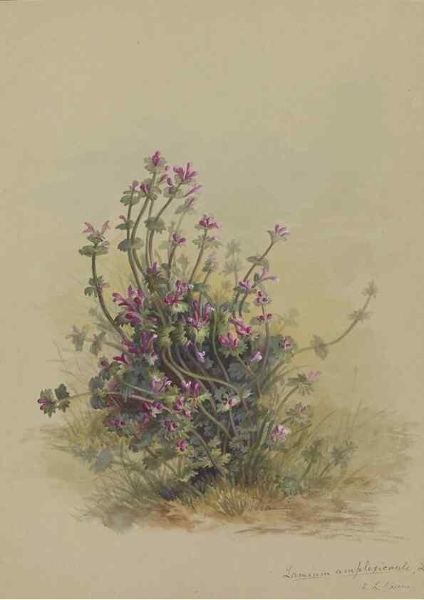 Reproducción/Reproduction 47965116096: Deborah Griscom Passmore watercolor album.. [ca. 1911]. 
