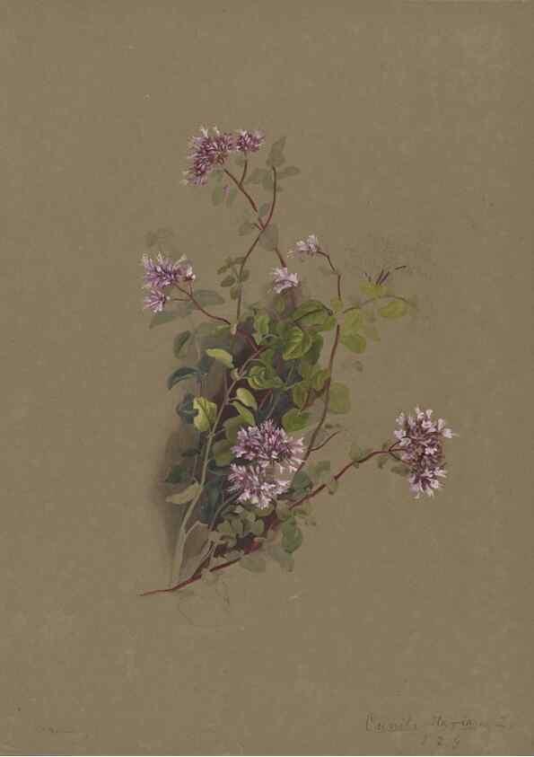 Reproducción/Reproduction 47965084343: Deborah Griscom Passmore watercolor album.. [ca. 1911]. 