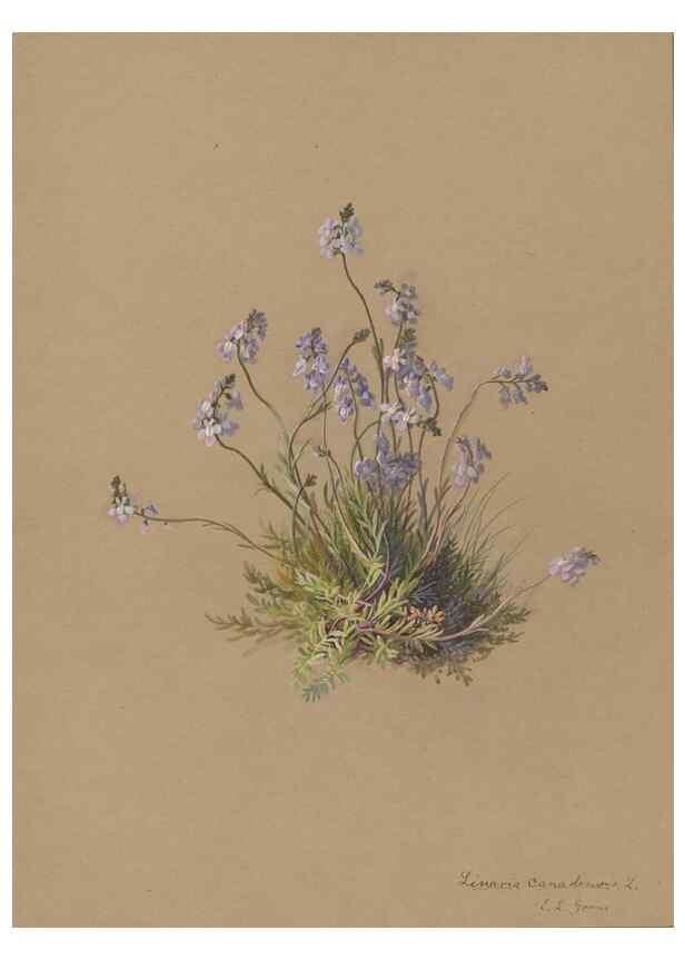 Reproducción/Reproduction 47965060542: Deborah Griscom Passmore watercolor album.. [ca. 1911]. 