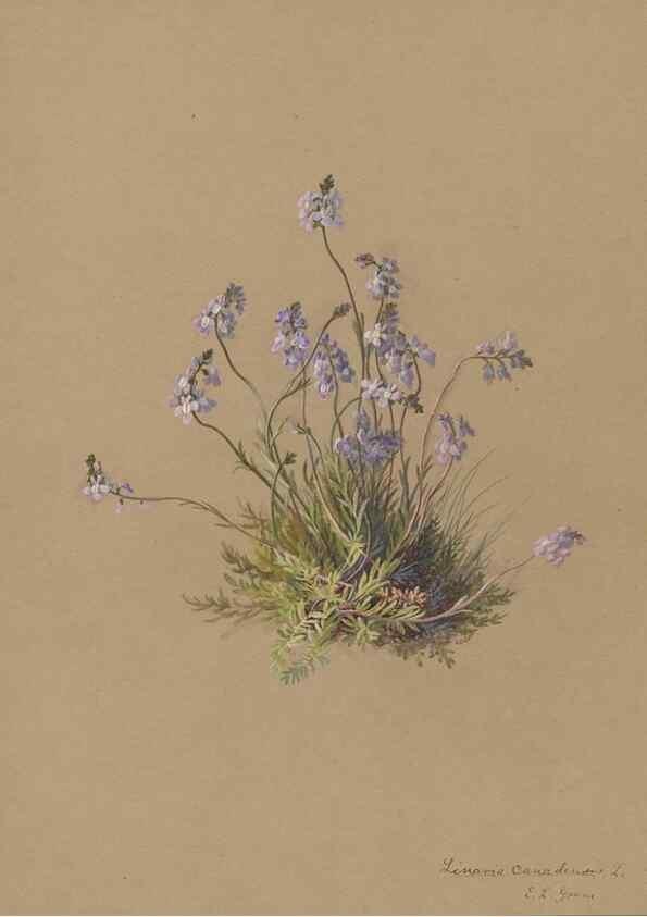 Reproducción/Reproduction 47965060542: Deborah Griscom Passmore watercolor album.. [ca. 1911]. 