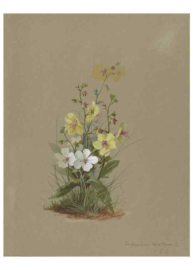 Reproducción/Reproduction 47965085093: Deborah Griscom Passmore watercolor album.. [ca. 1911]. 