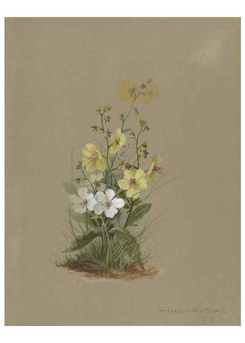 Reproducción/Reproduction 47965085093: Deborah Griscom Passmore watercolor album.. [ca. 1911]. 