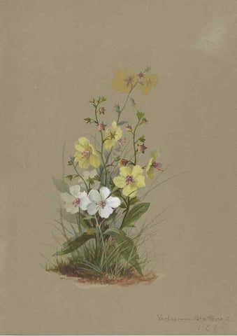 Reproducción/Reproduction 47965085093: Deborah Griscom Passmore watercolor album.. [ca. 1911]. 