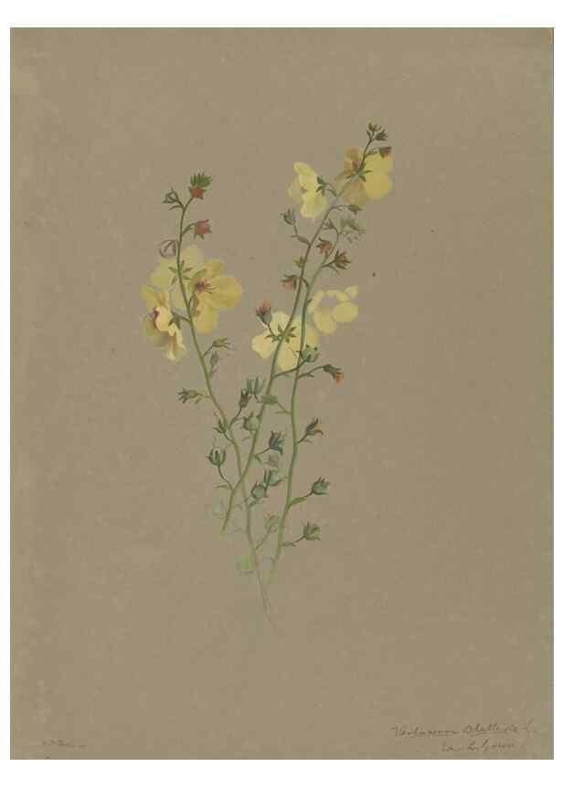 Reproducción/Reproduction 47965061127: Deborah Griscom Passmore watercolor album.. [ca. 1911]. 