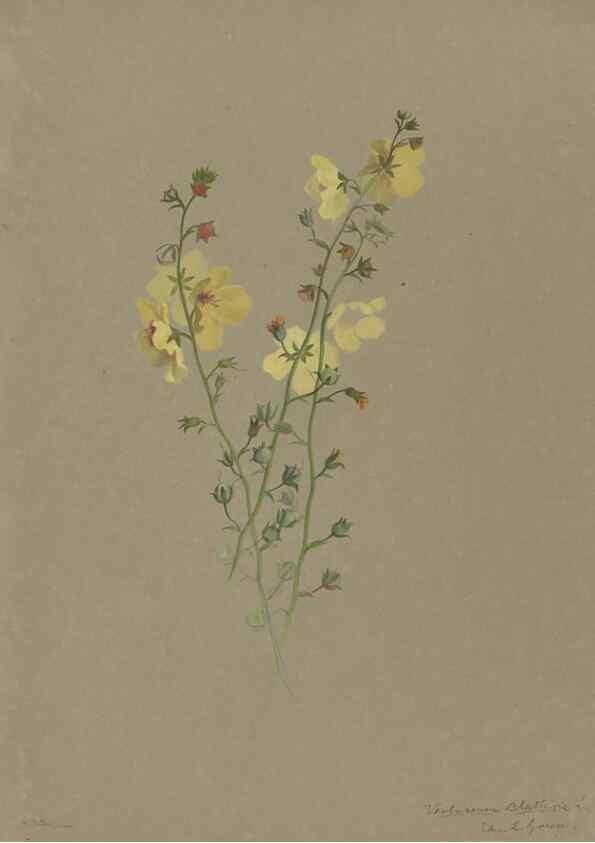 Reproducción/Reproduction 47965061127: Deborah Griscom Passmore watercolor album.. [ca. 1911]. 