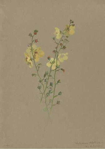 Reproducción/Reproduction 47965061127: Deborah Griscom Passmore watercolor album.. [ca. 1911]. 