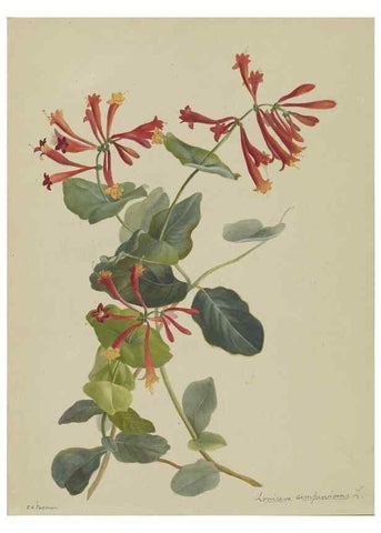 Reproducción/Reproduction 47965086293: Deborah Griscom Passmore watercolor album.. [ca. 1911]. 