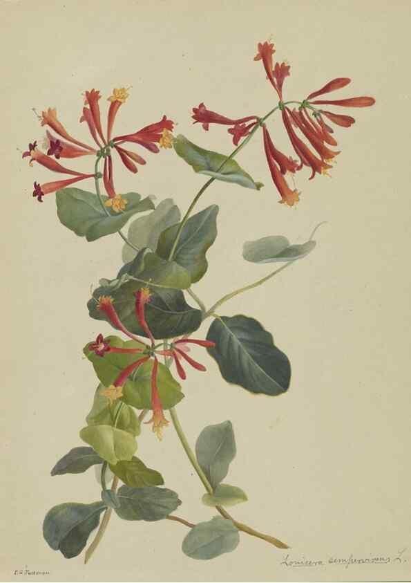 Reproducción/Reproduction 47965086293: Deborah Griscom Passmore watercolor album.. [ca. 1911]. 